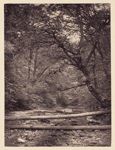 [Árboles caídos en el bosque]