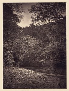 [Escena del bosque]