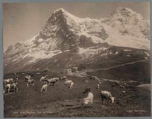 Vacas en el Kleine Scheidegg en el Oberland bernés, al fondo el Eiger y el Mönch Kleine Scheidegg, Eiger und Moench (título sobre el objeto)