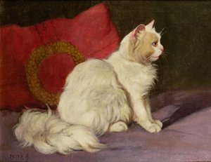 Gato persa blanco