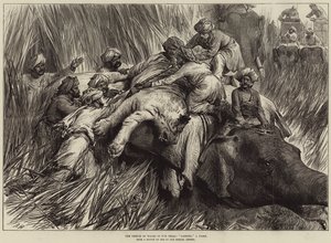 El Príncipe de Gales en el Terai, cazando un tigre de Arthur Hopkins