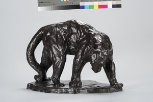 Gran Puma oliendo huella de buey
