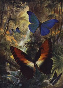 Hermosas mariposas: Los dos mejores morphos