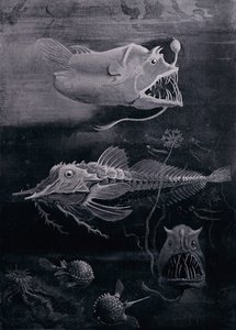 Peces de aguas profundas de Arthur Twidle