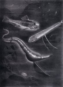 Peces Autoluminiscentes de Arthur Twidle