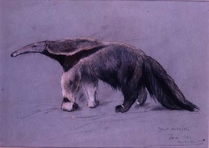 Gran oso hormiguero de Arthur Wardle