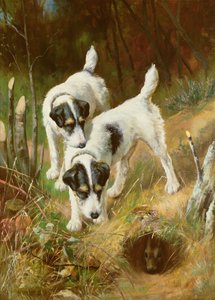 Terriers Conejos de Arthur Wardle