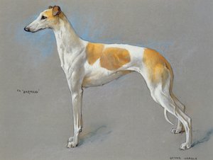 La perra campeona de galgos blanca y leonada 