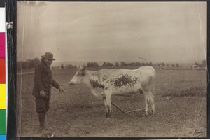 Vaca - Welser piebald