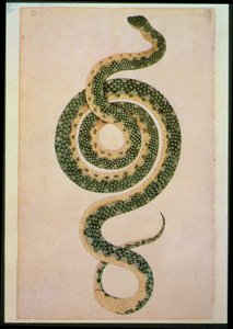 Serpiente (grabado)