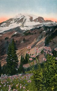 Ásteres púrpuras, en el Parque Nacional del Monte Rainier