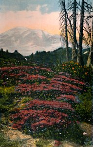 Brezo púrpura creciendo en el Parque Nacional del Monte Rainier, c1916 de Asahel Curtis