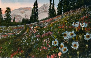 La anémona en el Parque Nacional del Monte Rainier, c. 1916