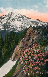 La prímula en el Monte Rainier