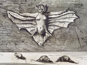 Cattus volans, 1667 de Athanasius Kircher