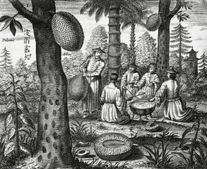Frutas chinas (Arbor polomie, papaya china), grabado de monumentos chinos de Athanasius Kircher