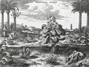 Planta de ruibarbo, grabado de monumentos de China de Athanasius Kircher
