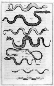 Serpientes de Athanasius Kircher