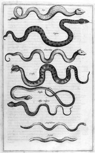 Tipos de serpientes, de Arca Noe de Athanasius Kircher