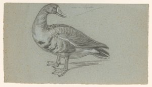 Boceto de un pato disecado