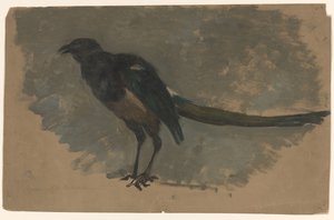 Estudio de una urraca