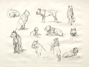 Estudio de perros