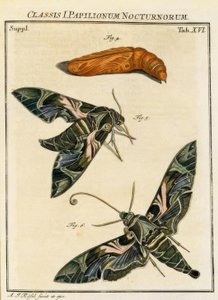Mariposa Daphnis neri / Rösel v. R. de August Johann Rösel von Rosenhof