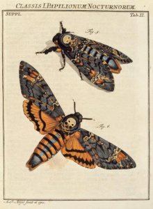 Mariposa, calavera / Rösel v. R.