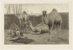 Camellos