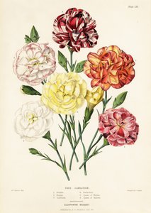 Variedades de claveles de árbol, Dianthus caryophyllus: Ariadna 1, Belleza 2, Garibaldi 3, Perfección 4, Reina de los blancos 5, Reina de los amarillos 6 de Augusta Innes (after) Withers