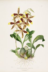 Rossioglossum grande de Augusta Innes Withers