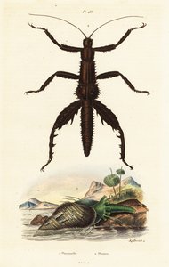Bastón de diablo espinoso y concha de faisán australiano. de Auguste Dumenil