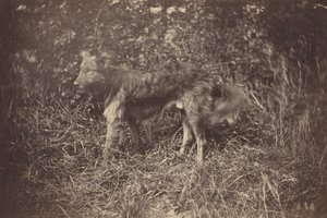 Estudio de un perro, finales de la década de 1870 (foto)