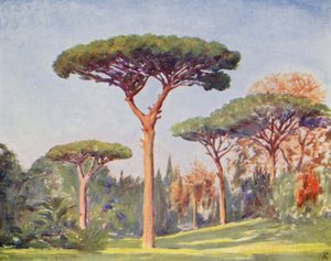 Rock Pines, Villa Floridiana (litografía en color)