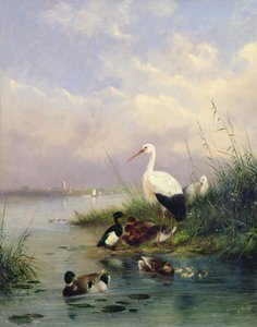 Una familia de ánades reales, dos cigüeñas y una familia de patos moñudos de Augustus Knip