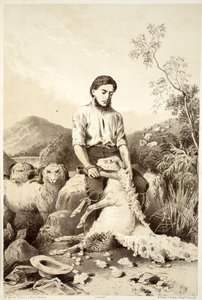 Esquila de ovejas, de La Historia de Australasia por David Blair, McGrady, Thomson y Niven, 1879