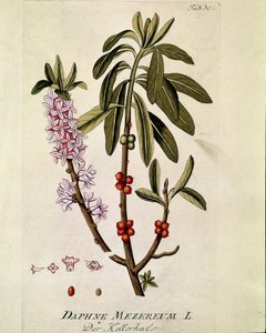 Botánica: "Bois-joli" (Bois joli) (o Bois-gentil, Bois gentile) (Daphne mezereum) Tabla extraída de "Medicinalium secundum Linnaei digestarum" de Joseph Jacobi Plenck (1735-1807) 1788-1803 Colección particular