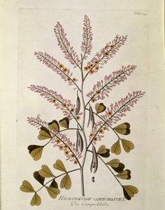 Botánica: "Campeche" (Haematoxylon campechianum) Placa del "Medicinalium secundum Linnaei digestarum" de Joseph Jacobi Plenck (1735-1807) 1788-1803 de Austrian School