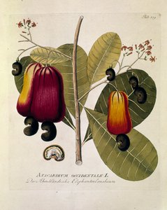 Botánica: "Anacardos" (Anacardium occidental) Lámina extraída de "Medicinalium secundum Linnaei digestarum" de Joseph Jacobi Plenck (1735-1807) 1788-1803 Colección particular de Austrian School