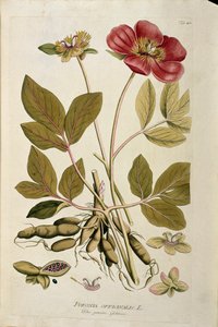 Botánica: Peonia officinalis. Lámina extraída de 