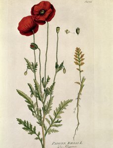 Botánica: "Amapola roja" (Papaver rhaeas) Lámina extraída del "Medicinalium secundum Linnaei Digestarumó de Joseph Jacobi Plenck (1735-1807) 1788-1803 Colección particular