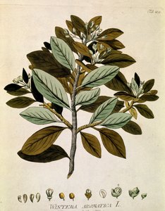 Botánica: "Corteza de invierno" (Wintera aromatica) Tabla extraída del "Medicinalium secundum Linnaei digestarum" de Joseph Jacobi Plenck (1735-1807) 1788-1803 Colección particular