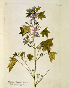 Botánica: "Malva grande" (Malva sylvestris) Placa del "Medicinalium secundum Linnaei digestarum" de Joseph Jacobi Plenck (1735-1807) 1788-1803 de Austrian School