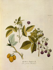 Botánica: "frambuesa" (Rubus idaeus) Tabla extraída de "Medicinalium secundum Linnaei digestarum" de Joseph Jacobi Plenck (1735-1807) 1788-1803 Colección particular