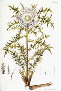 Carlina Simplex de Austrian School