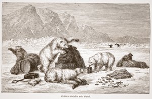 Eisbären überfallen unser Gepäck, pub. Viena 1876 de Austrian School
