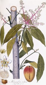 Mangifera indica de Austrian School