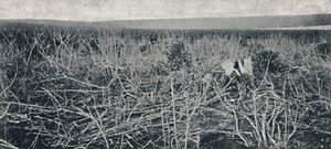 Plantación de Mandioca, 1895 de Axel Frick