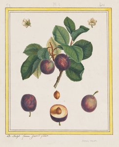 Ciruela de Damasco de B. Michel