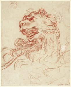 Estudio de la cabeza de un león de Baldassare Franceschini